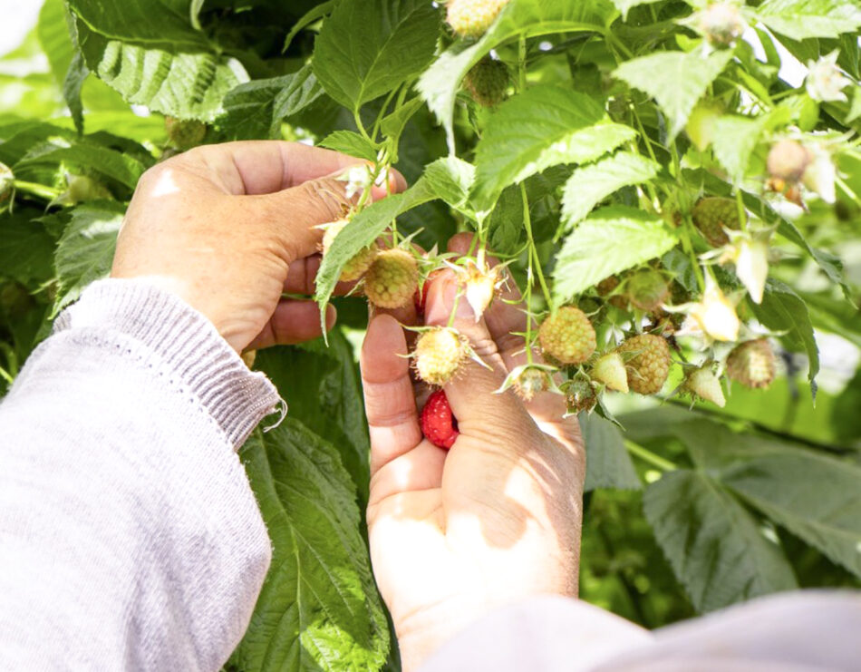 Davinci Studios x SPMS : Une Collaboration Engagée au Service de l’Agriculture Durable